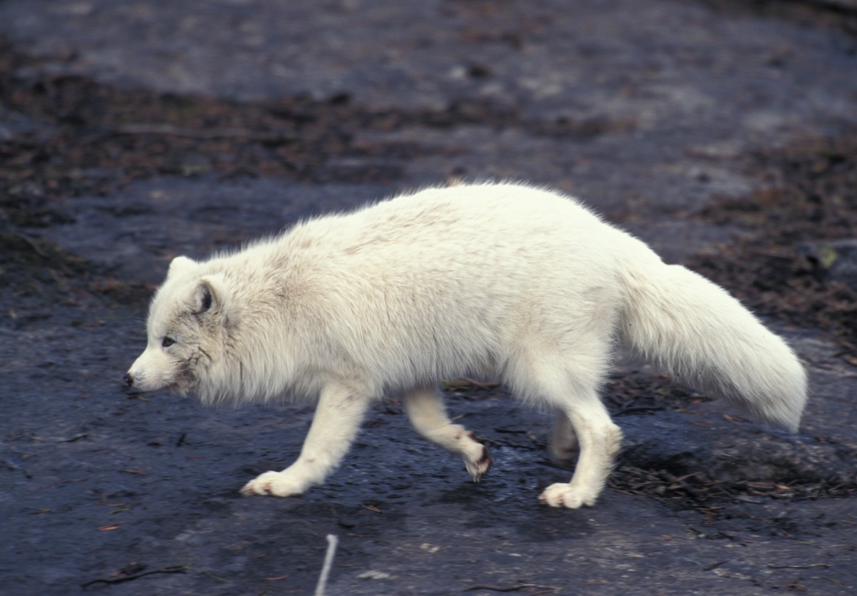 Alopex lagopus, Arctic Fox